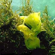 Photo: B. Rudman; Surf to the Sea Slug Forum